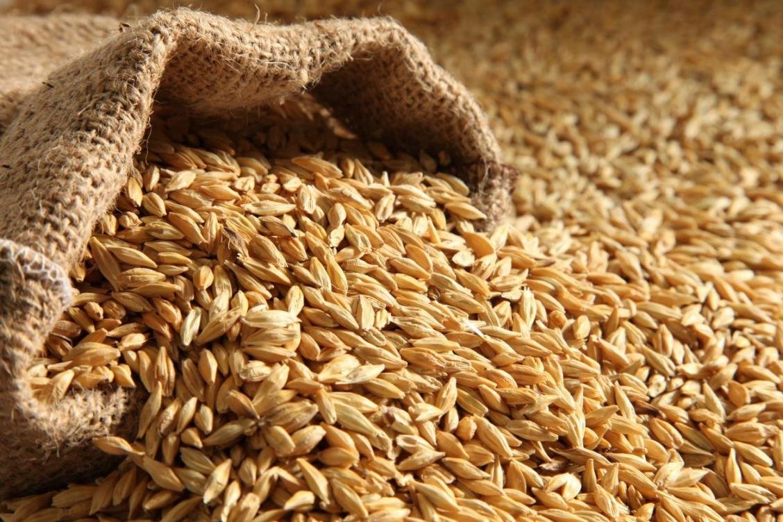 Sorghum / Jowar